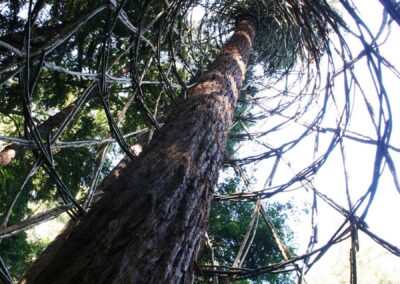 Redwood Vortex